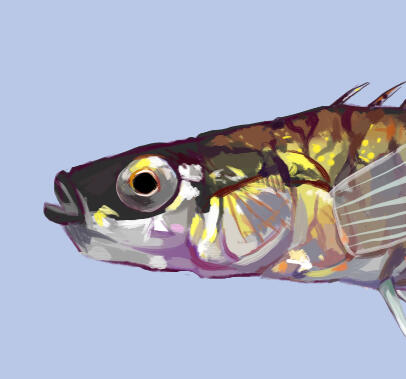 Species Illustration