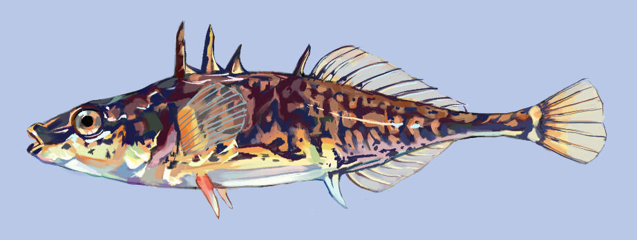A. quadracus