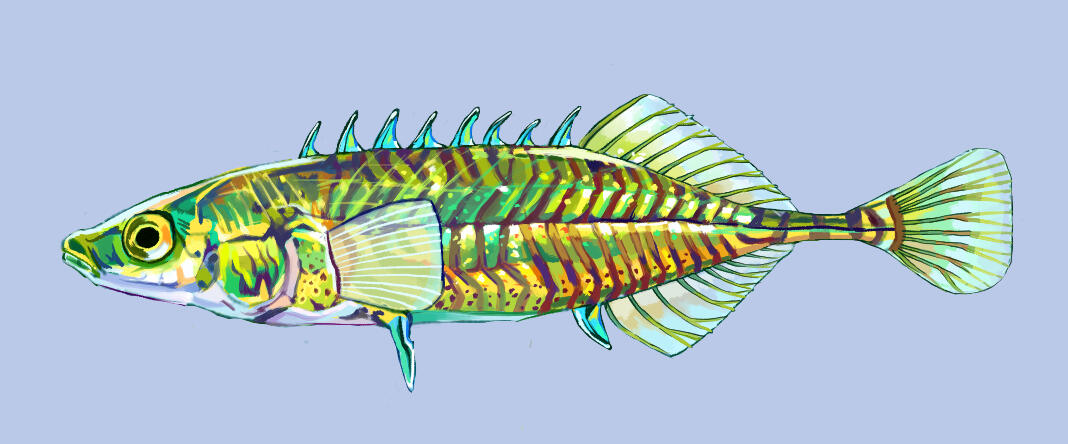 P. sinensis