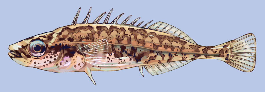 P. platygaster