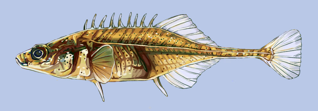 P. bussei