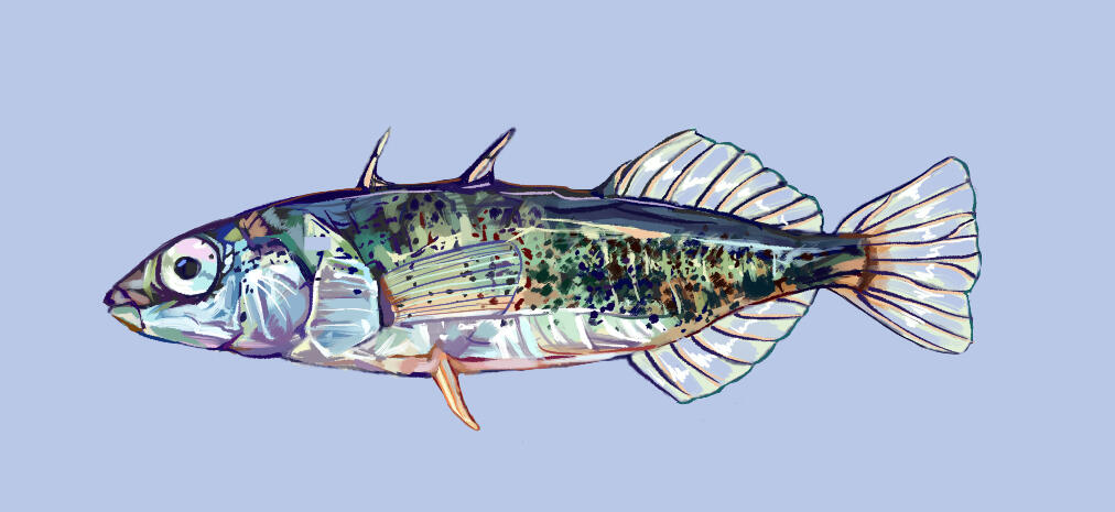 G. wheatlandi