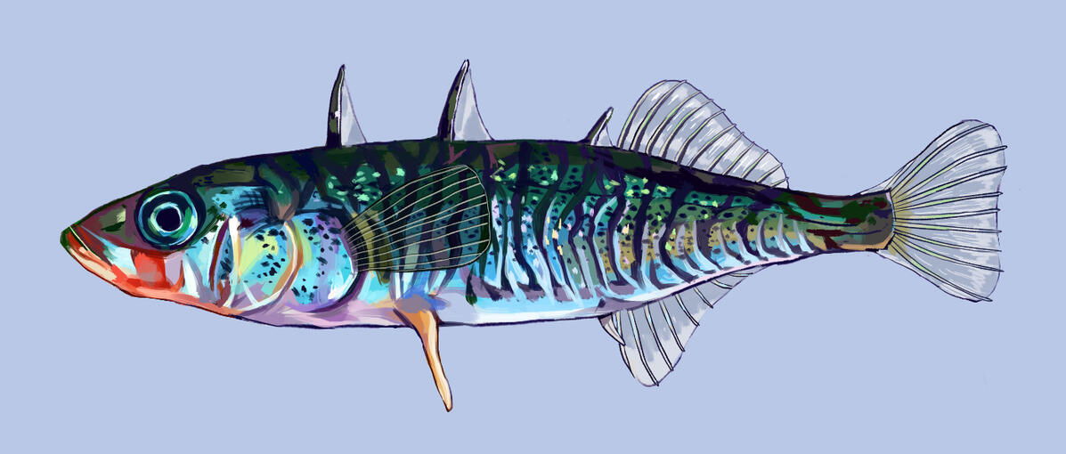 G. aculeatus
