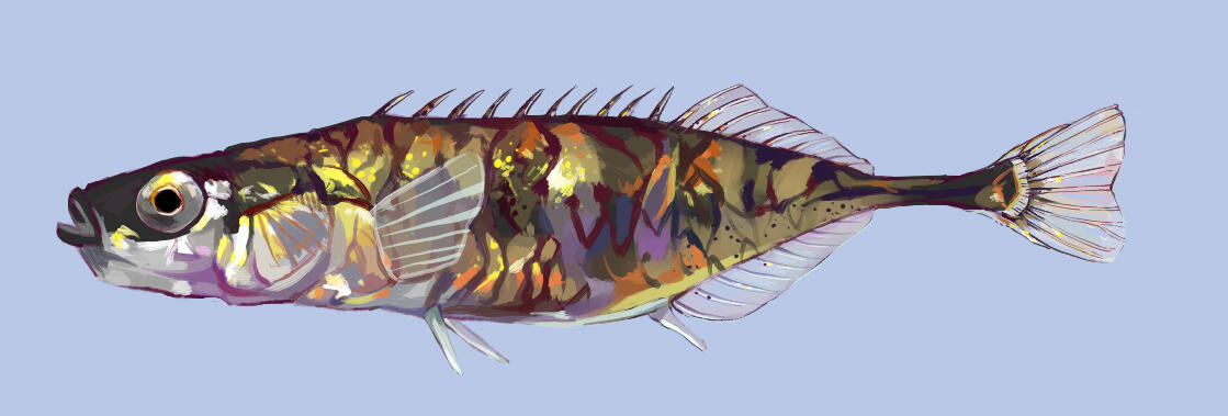 P. pungitius