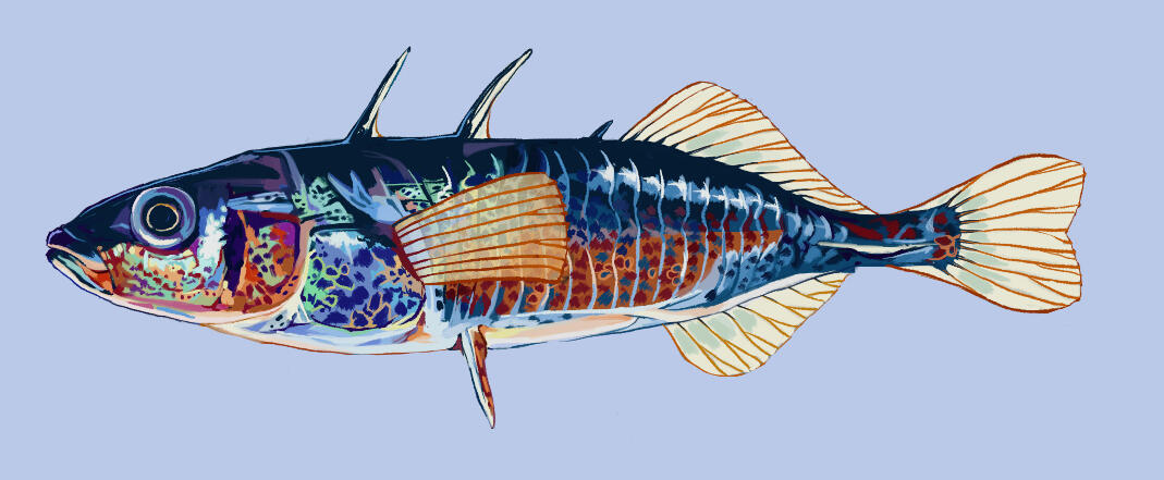 G. nipponicus